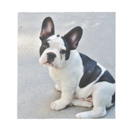 zittende Franse bulldog Notitieblok