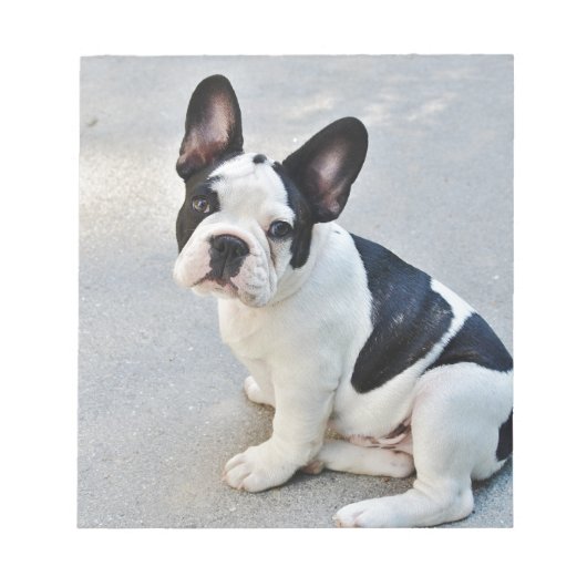 zittende Franse bulldog Notitieblok (Voorkant)
