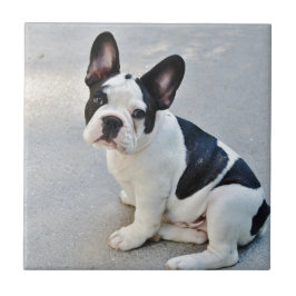 zittende Franse bulldog Tegeltje