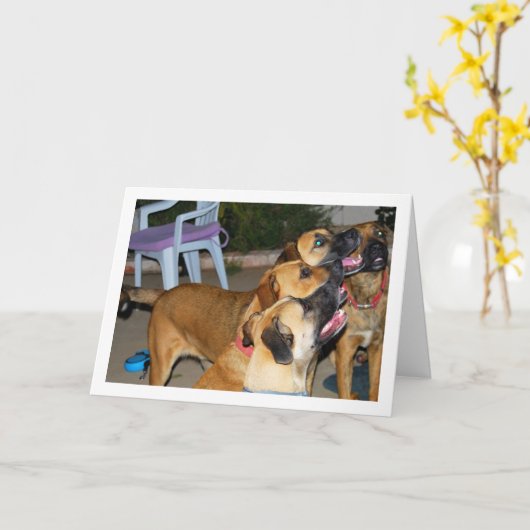Zittende Honden Portret Kaart (Gele Bloem)