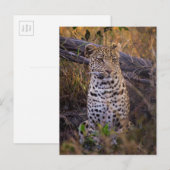 Zittende luipaard, Botswana, Afrika Briefkaart (Voorkant / Achterkant)