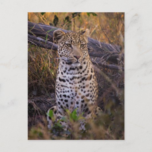 Zittende luipaard, Botswana, Afrika Briefkaart (Voorkant)