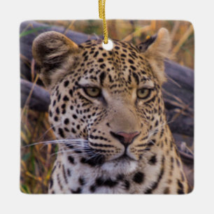 Zittende luipaard, Botswana, Afrika Keramisch Ornament