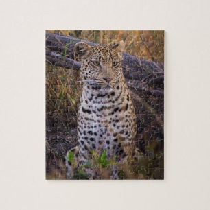 Zittende luipaard, Botswana, Afrika Legpuzzel