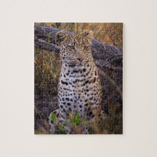 Zittende luipaard, Botswana, Afrika Legpuzzel (Verticaal)
