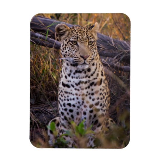 Zittende luipaard, Botswana, Afrika Magneet (Verticaal)