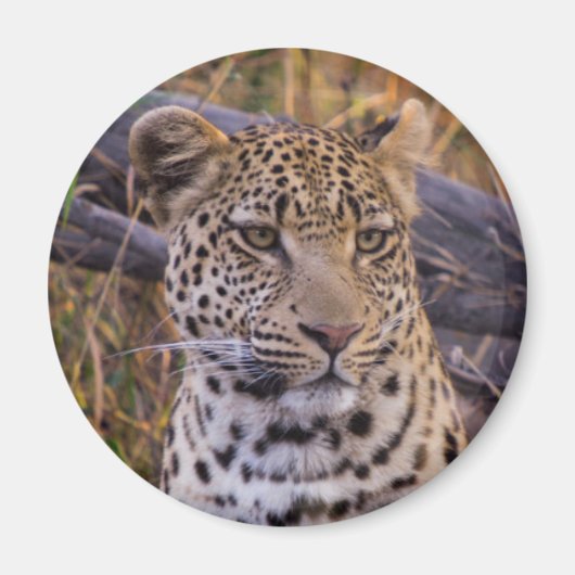 Zittende luipaard, Botswana, Afrika Magneet (Voorkant)