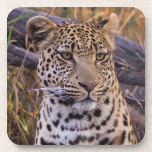 Zittende luipaard, Botswana, Afrika Onderzetter (Voorkant)