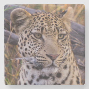 Zittende luipaard, Botswana, Afrika Stenen Onderzetter