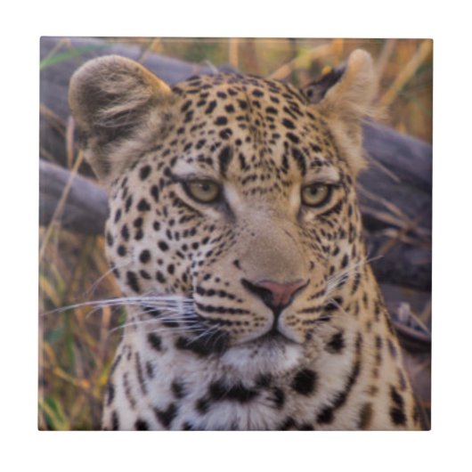 Zittende luipaard, Botswana, Afrika Tegeltje (Voorkant)