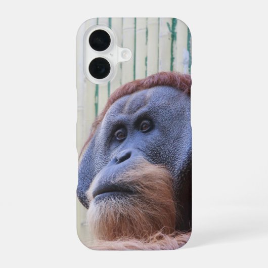 Zittende orang-oetan... iPhone 16 hoesje (Achterkant)