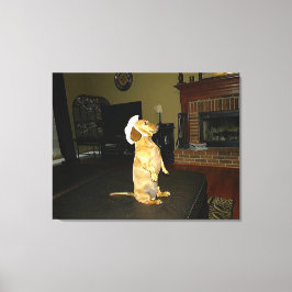 Zitterend  of kijkend TV Dachshund Canvas Afdruk