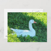Zitting Emden Goose in het Briefkaart Shade (Voorkant / Achterkant)