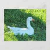 Zitting Emden Goose in het Briefkaart Shade (Voorkant)