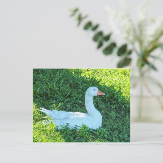 Zitting Emden Goose in het Briefkaart Shade (Staand voorkant)