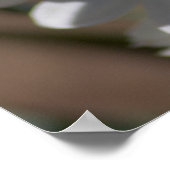 Ziva Paper White Flower Poster (Hoek)