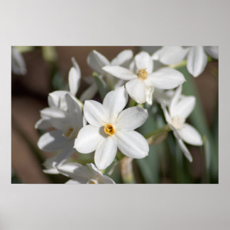 Ziva Paper White Flower Poster