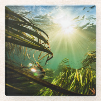 Zizania Texana Glazen Onderzetter