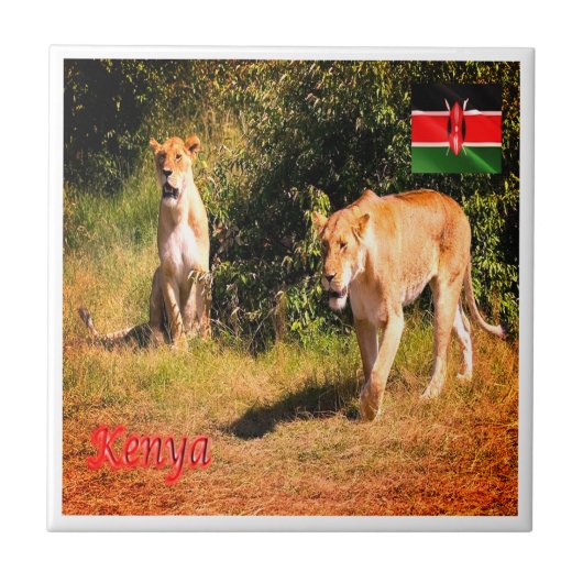 zKE005 KENIA, Leeuwen, Afrika, Tegeltje (Voorkant)