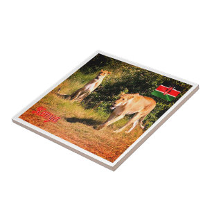 zKE005 KENIA, Leeuwen, Afrika, Tegeltje