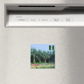 zNG009 NIGERIA, Palm Trees, Afrika, Fridge Magneet (Insitu (Vaatwasser))