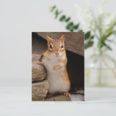 Zo Cute Curious Chipmunk Briefkaart (Staand voorkant)