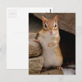 Zo Cute Curious Chipmunk Briefkaart (Voorkant / Achterkant)