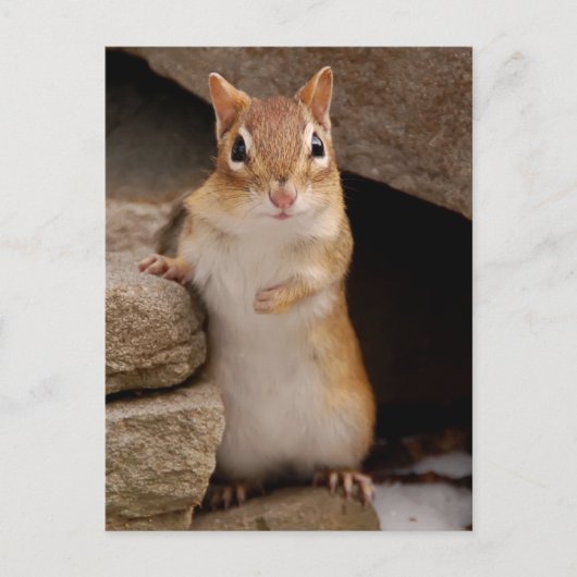 Zo Cute Curious Chipmunk Briefkaart (Voorkant)