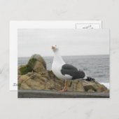 Zo grappig gekantelde kop zeemeeuw briefkaart (Voorkant / Achterkant)