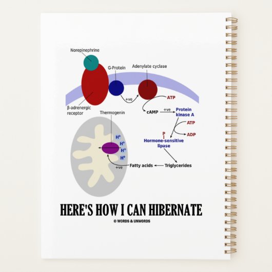Zo kan ik de thermogenese van Slubernaten genezen Planner (Achterkant)