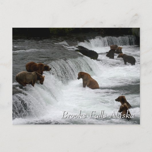 Zo veel beren, Brooks Falls Alaska Briefkaart (Voorkant)