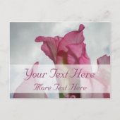 Zoals Crystal Pink Gladiolus Briefkaart (Voorkant)