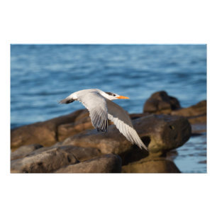 Zoals de Tern Flies Foto Afdruk