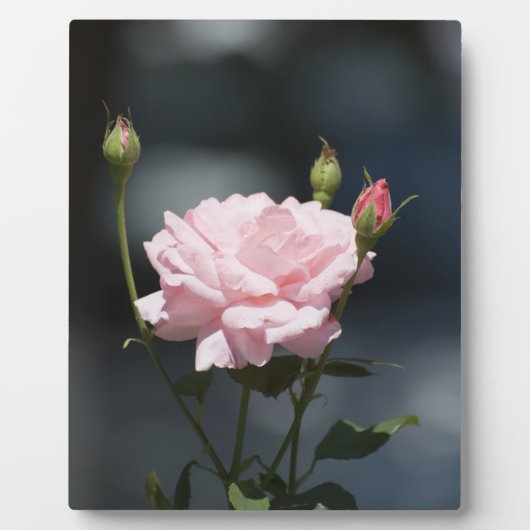 Zoals een Roos Fotoplaat (Voorkant)