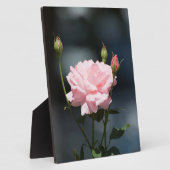 Zoals een Roos Fotoplaat (Zijkant)