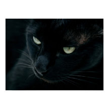 Zoals een zwarte panter