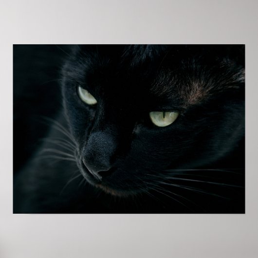 Zoals een zwarte panter poster (Voorkant)