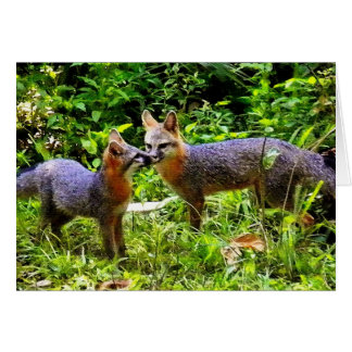 ZOALS VADER ZOALS SON