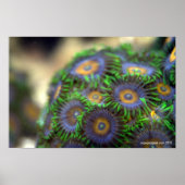 Zoanthid Coral 1 Poster (Voorkant)