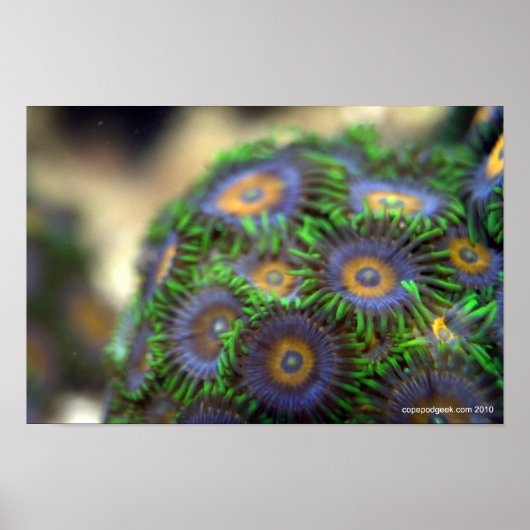 Zoanthid Coral 1 Poster (Voorkant)