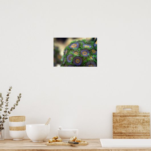 Zoanthid Coral 1 Poster (Keuken)