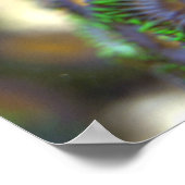 Zoanthid Coral 1 Poster (Hoek)