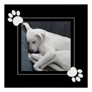 Zoe Cute Hond Enkele 1 Foto Zwarte en Witte Pootje Perfect Poster