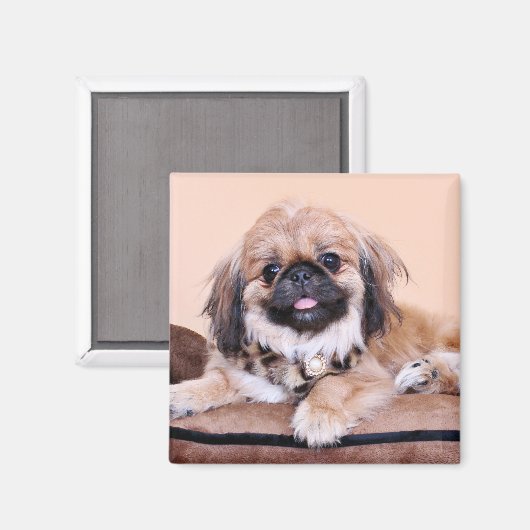 Zoe - Pekingese Magneet (Voorkant / Achterkant)