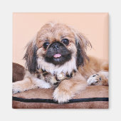 Zoe - Pekingese Magneet (Voorkant)