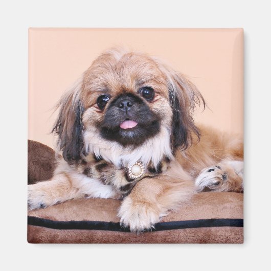 Zoe - Pekingese Magneet (Voorkant)