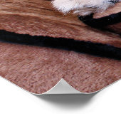 Zoe - Pekingese Poster (Hoek)