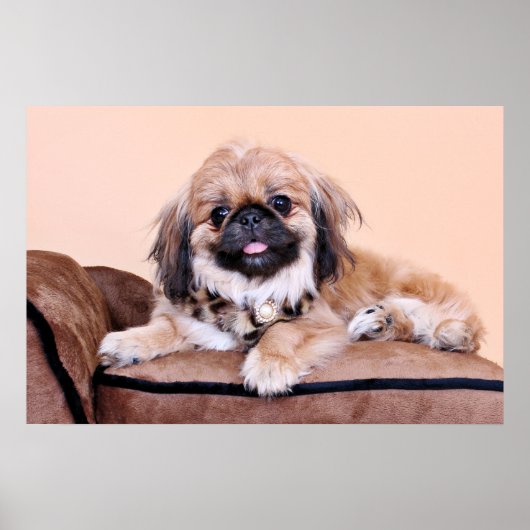 Zoe - Pekingese Poster (Voorkant)