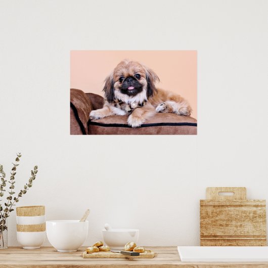 Zoe - Pekingese Poster (Keuken)