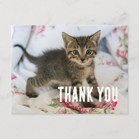 Zoe Tabby Kitten Die Verrast Kijkt Dank Je Wel Briefkaart (Voorkant)